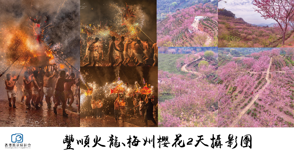 豐順舞火龍、梅州櫻花兩天攝影創作團