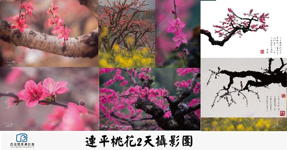 連平桃花2天攝影團 【截止報名】